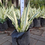 tanaman hias agave gigantea daun kuning