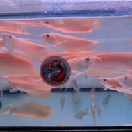 Ikan Arwana Silver Albino #Gratisongkir