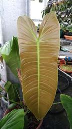Philodendron tenue (長葉種)缺貨中，勿下標。