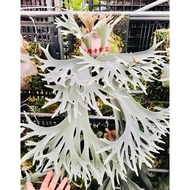 Platycerium Dwarf Tatsuta (Tawan) 13 Jan 26