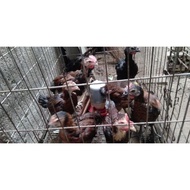 Pelung - Ayam Pelung Anakan Jumbo Berkualitas Murah