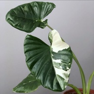 Alocasia Sente Varigata