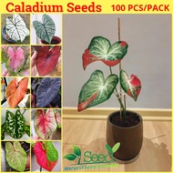 [Fast Germination] Mixed Caladium Seeds for Planting (100 Pcs/pack, Easy To Grow In Malaysia) 彩叶芋 Flower Seeds for Gardening Leaf Plant Bonsai Tree Live Plant Seed Caladium Plants Indoor Potted Plants Outdoor Air Plant Garden Decoration Items Benih Bunga