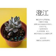 心栽花坊-澄江，澄繪(3吋)(多肉植物)售價50特價40