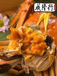 【成隆行】正宗江蘇大閘蟹公 (5.5-6兩/隻) | 爆膏白膏 產地直送 活蟹發售