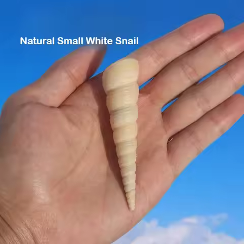 Natural Conch Shell Nail Cone Snail Small White Bud Snail Fish Tank Aquarium Landscaping DYI Handmad