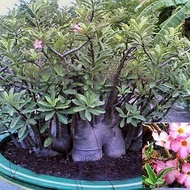 Benih Biji Adenium Black Giant Arabicum Adenium