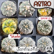 ต้นแอสโตร คัดพิเศษ(เลือกต้นได้)( ต้นกระบองเพชร Astrophytum) ไม้เมล็ด Set Y🌵ต้นแคคตัส❤️
