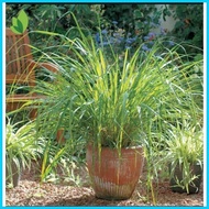 ☇◑ ∈ ⭐ lemon grass plant seeds