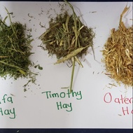 Hay combo 1kg (alfafa+timothy+oaten)