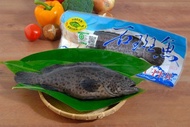 石斑魚(青斑) 全魚/600g±5%