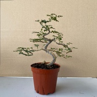 Bonsai Rosita Plant-