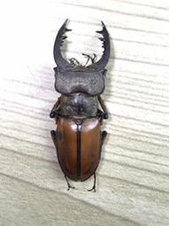 Lucanus delavayi .黃鞘深山鍬形蟲+45mm(A2)翅鞘黑斑