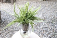 水培植栽│波士頓腎蕨_室內植物 透明條紋玻璃