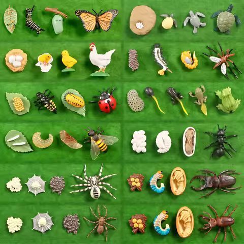 Simulation Animals Growth Cycle Butterfly Ladybug Chicken Dragonfly Frog Life Cycle Figurine Model E