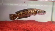[READY STOCK] Ikan Channa Fish-Channa Auranti Cobra Fish - Pallet Trained Aquatic Fish