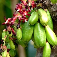 Baja Pokok Belimbing Buluh 1kg