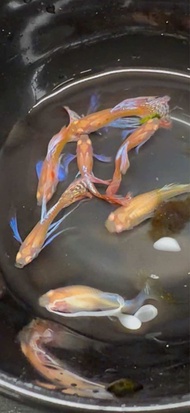 Albino big ear red dragon guppy