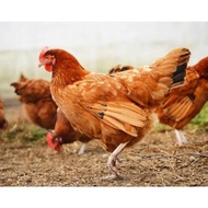 Joss Telur Fertil / Tetas Ayam Merawang '
