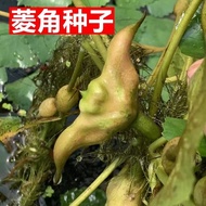 [High-Produced] Big Water Chestnut Urin Green Water Chestnut Red Water Chestnut Large Varieties Nort