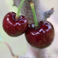 特大樱桃苖美国车厘子树苗嫁接樱桃树苗南方北方四季种植水果树苗