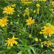 [IGL][POT-P150] Euryops/ 黄菊 [OUTDOOR][LIVE PLANT]