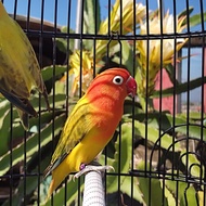 Lovebird Biola Euwing Dark Green / Gold