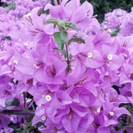 Keratan Bougainvillea / Bunga Kertas / 九重葛