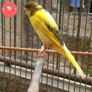 PROMO / TERMURAH burung kenari f1 bahan pilihan TERBAIK