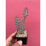 Euphorbia Greenwayi