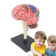 3D Brain Model Anatomical Model with Display Base Color-Coded Teaching Anatomy Model to Identify Bra
