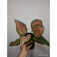 Pink Valentine Aglaonema