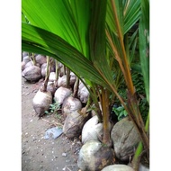 bibit kelapa wulung