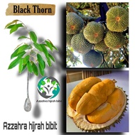 terlaris bibit durian Black Thorn/bibit durian unggul/bibit Aslii okulasi