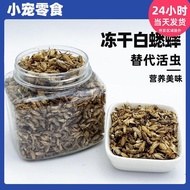 白蟋蟀冻干蜜袋鼯粮食仓鼠零食守宫食物蜥蜴爬宠昆虫干饲料树蛙White Cricket Freeze-dried Honey Bag Shrews Food Hamster Snacks Keep202