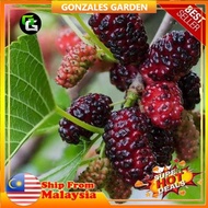 Anak Pokok Mulberry Hybrid