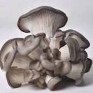 Mushroom growth kit