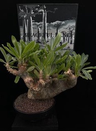 Pachypodium densiflorum  席巴女王玉櫛 Apocynaceae 夾竹桃科 Pachypodium 棒棰樹屬