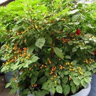 Benih - Biji - Bibit Cabe Hias Cabe Unik Cabai Termahal Aji Charapita