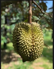 Pupuk Pelebat Durian Booster organik agar cepat berbuah lebat ampuh terbaik Penyubur Tanaman buah Du