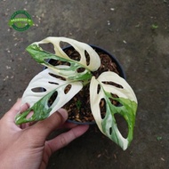 monstera adansonii variegata jepang