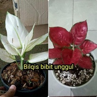 Bibit bunga aglonema paket merah putih superwhite dan red anjamani