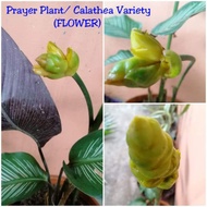 ❡DROPee Online Shop | Prayer Plant - Calathea Ornata | Calathea Variety | Pinstripe