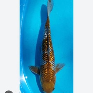 ikan koi ochiba ginrin size 20cm hiasan kolam