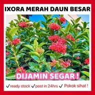 RINA • ixora merah daun besar • pokok hidup coccinea jejarum pecah periuk siantan seganding jantan P