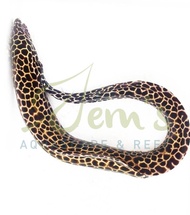 Belut Moray Totol Macan (Tessalata Moray Eel)