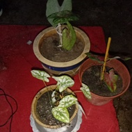 jenis keladi hutan dan viral
