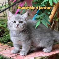 Kucing munchkin betina