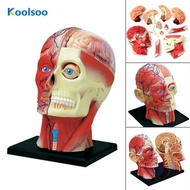 Koolsoo 4D Assembled Humans Skeleton Anatomical Model, Teaching Supplies Educational Toy
