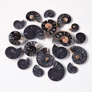 Natural Carbonized Ammonite Slices | Black Carbonized Ammonite Specimen Marine Ancient Biological Or